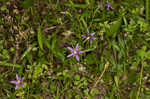 Florida bellflower